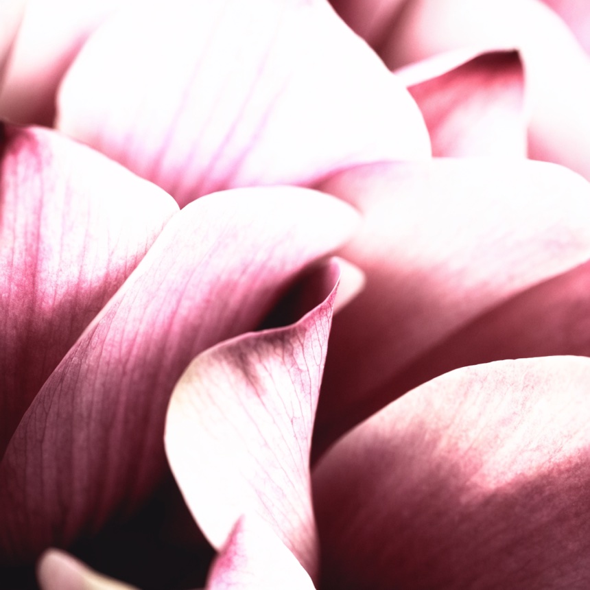 Soft pink lotus petals, close up