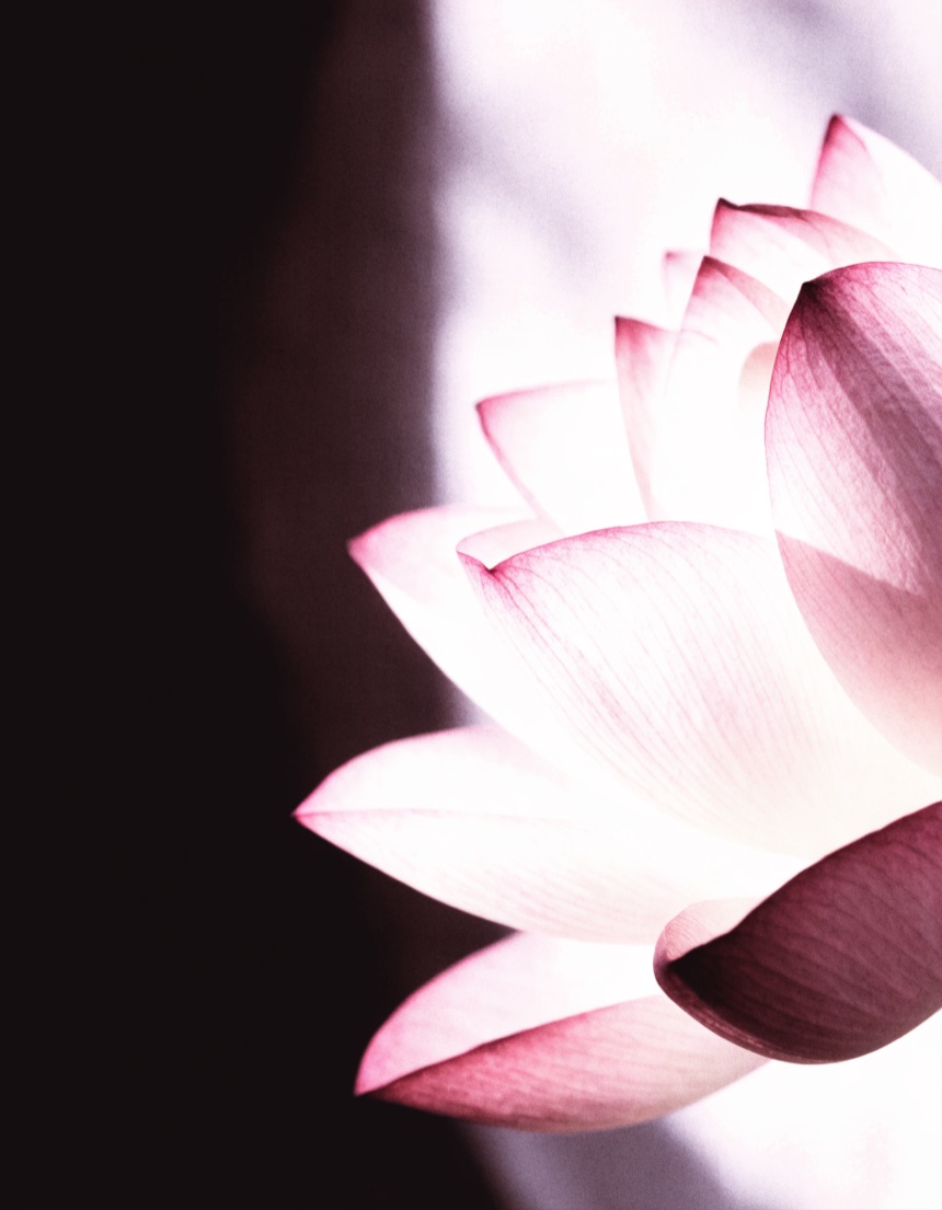 A softly lit lotus flower in bloom